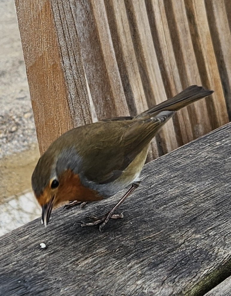 The bird life of @RHSHarlowCarr (& didn't even get to the bird hide!)
