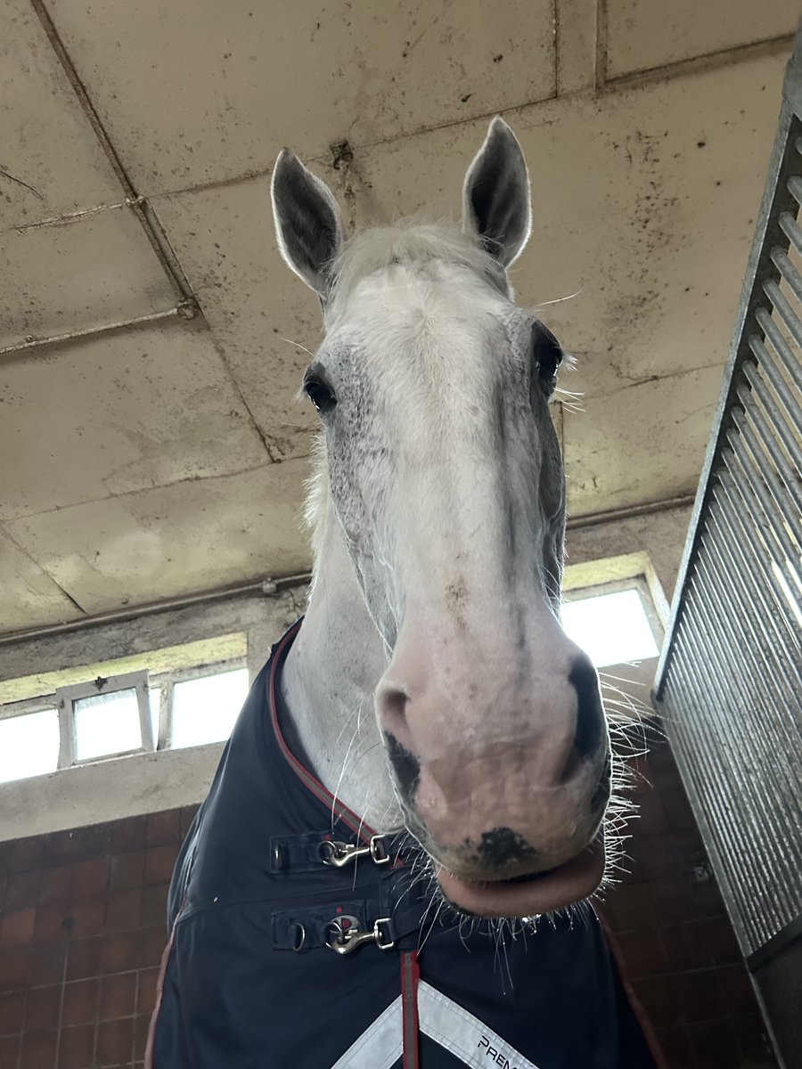 MerPolMounted's tweet photo. When the Sunday afternoon nap is that good it makes you drool!
#StandTall #PHSiver #SundaySnoozes #SlobberChops https://t.co/cQ8eBHcnlM