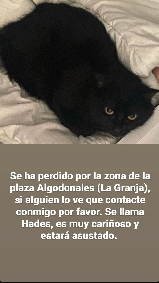 Por favor, si sabeis algo avisarme, es muy importante, es en Jerez de la Frontera (Cadiz), agradecería toda la difusión que podais hacer, estamos muy preocupados se ha escapado y llovia mucho y tiene que estar muy asustado.
