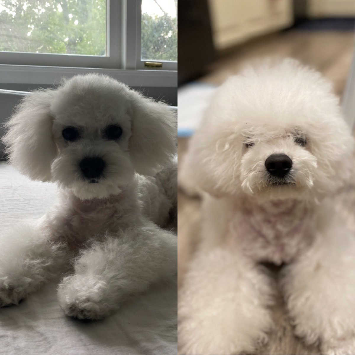 RachelL11179070's tweet image. 사람이고 개고 헤어스타일의 중요성 
#samedog #dog #differentlook #grooming #강아지 #강아지미용의중요성