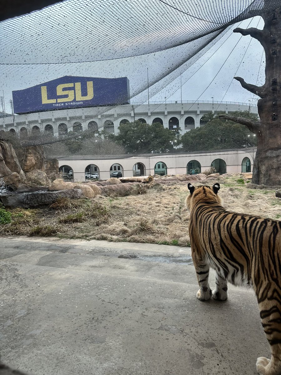 Landscape looking a little gloomy today, Tigers. Come by if you need me to brighten your day.