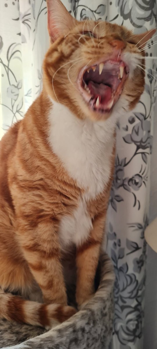 I am tired, see me yawn - Ginger. #CatsOfTwitter #Caturday <a href="/jfkerr94/">Jordan Kerr</a> 🐈🐈🐈🐈