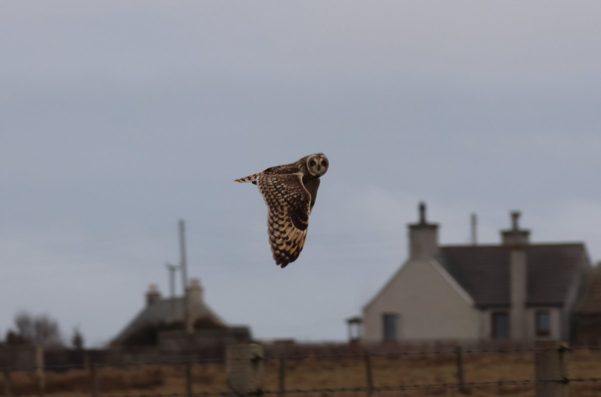 Short-eared Owl hunting along the roadside as we passed through Huna this afternoon #CaithnessBirds