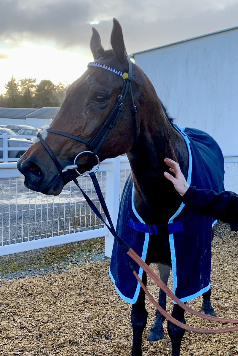 Captain Morgs before and after his run @ExeterRaces for @albatross_club @sevenbarrows 😊🐎