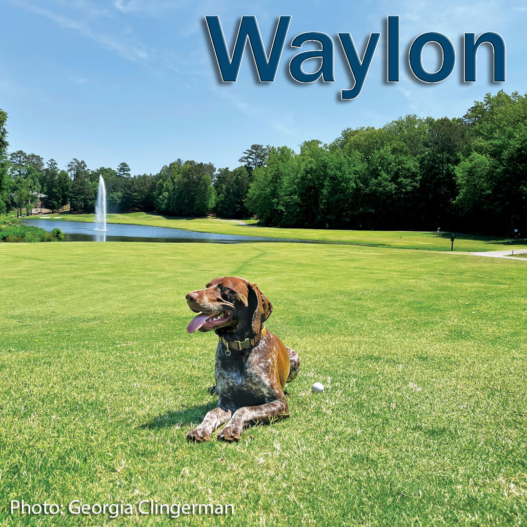 We hope you're enjoying a relaxing Sunday just like our #UnderdogsOfTurf, Waylon!

Thanks to <a href="/RileyC23/">Georgia Riley</a> for submitting this photo and to John Deere and <a href="/RainBirdGolf/">RainBirdGolf</a> for sponsoring our underdogs!

(Photo: Georgia Clingerman)