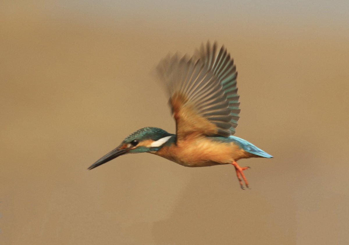 Common Kingfisher @IndiAves #IndiAves #birdwatching #birdphotography