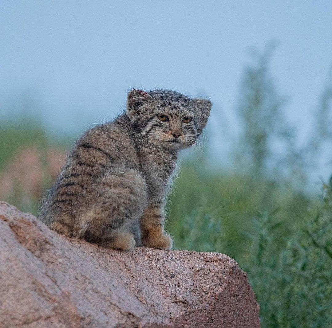 pallas-cat-cub-in-the-mongolian-steppe