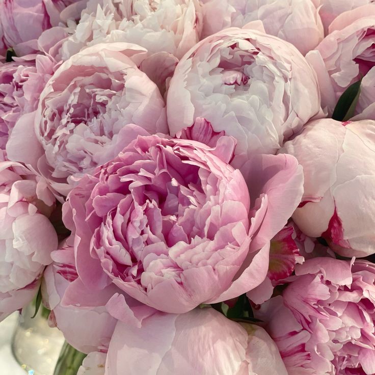 abbysupernova's tweet photo. pink peonies 𖤐⭒๋࣭ ⭑ .ᐟ ᡣ𐭩 https://t.co/taqPIs8Qac