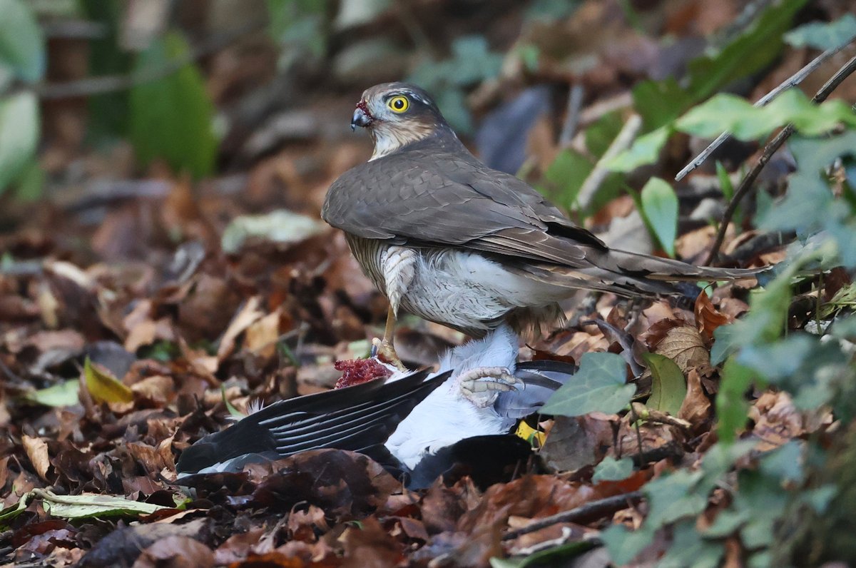 Female Sparrowhawk with its Wood pigeon lunch
