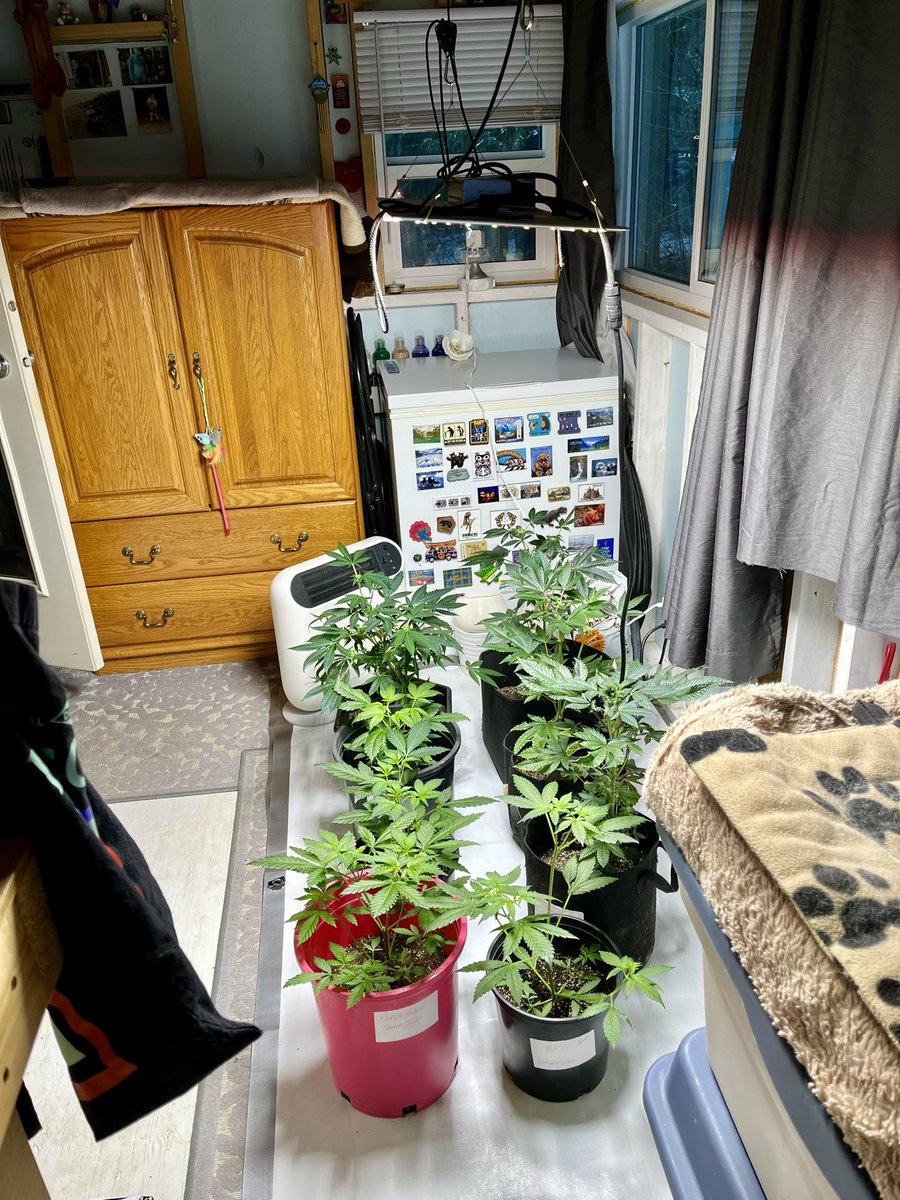 Steph 🇨🇦🌿💨 tweet media