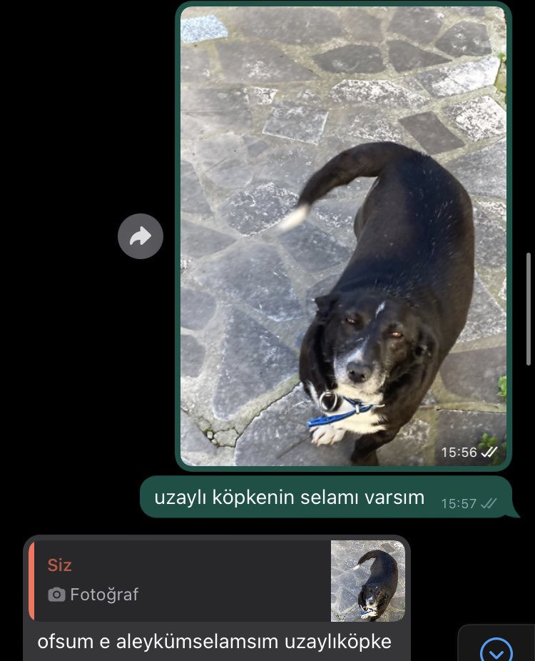 yasinatlx's tweet photo. HAHAHAJSHWHHSHWHQ aleykumselamsım sayın köpkeler @doktorhz https://t.co/XHSS9f4Yay