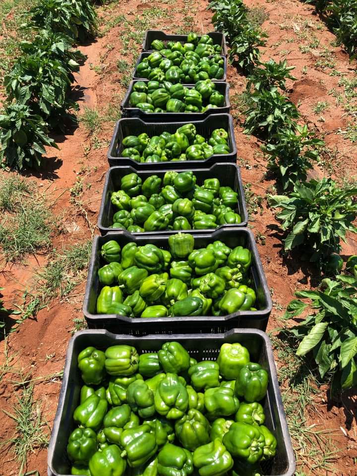 Her name is Shanton (Shanty) Legasa; a 21-year-old farmer from Limpopo Ga Masemola (Tswaing village). She is  farming with my parents on a 5.5-hectare farm.

Her aim is to gain as many skills and knowledge as possible so that, in the coming years, she will be able to start her