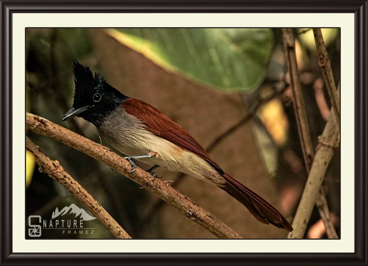 Indian paradise flycatcher

#flycatcher #paradiseflycatcher #indianparadiseflycatcher #Terpsiphoneparadisi #passerinebird #birdsofindia #beautifulbird  #birdphotography #naturephotography #natgeo  #canonindiaphotography #canonphotography #nationalgeography #natgeoindia