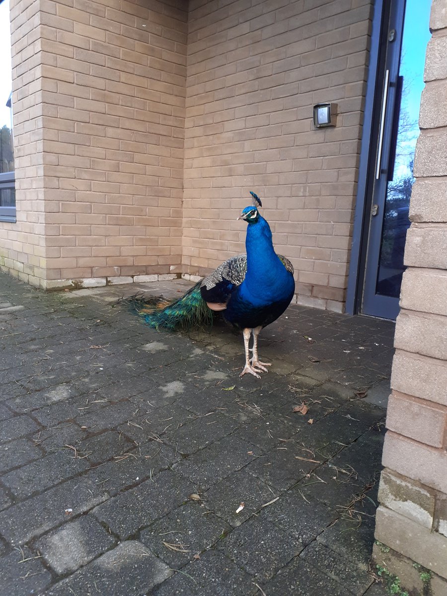 WelshChrisP's tweet photo. A #Bangor peacock looking stunning as always @BangorWalesNews @BangorPeacocks @NWalesSocial @DerekTheWeather @ https://t.co/86FYJz51mr