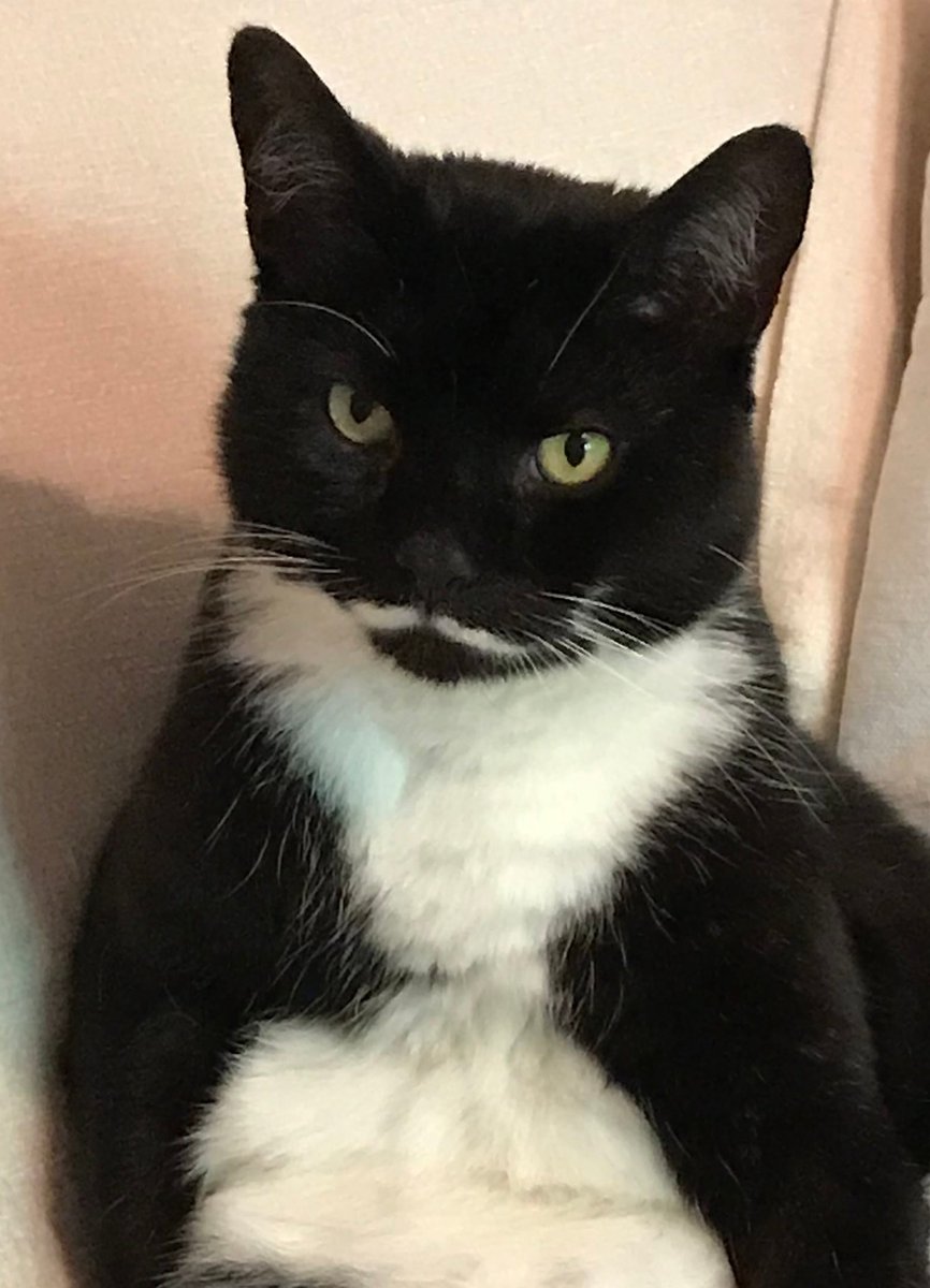 Hi #MOGYOGGIES! 😺💖 
DA NEXT #MOGYOG POSE on MON 4 MARCH at 8pm UK time is #VOGUE!  😽🧘‍♂️📸

Da face or da body, ur best #Mogyog model pose! This pose is great fur improving focus an poise, fur mind an body! 😺🧘‍♂️🧘

Here I demo the #mogyog #Vogue! 😹💞🥰