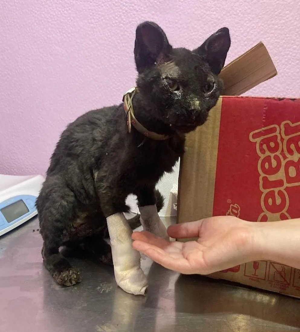 eltuitdemarsh's tweet image. Esta gatita fue rescatada en Villa Independencia y ahora se encuentra en la Clínica veterinaria Martina Valdivieso en Viña del mar. Favor RT por si su familia la está buscando! 
#IncendiosForestalesEnChile 
#VinaDelMar