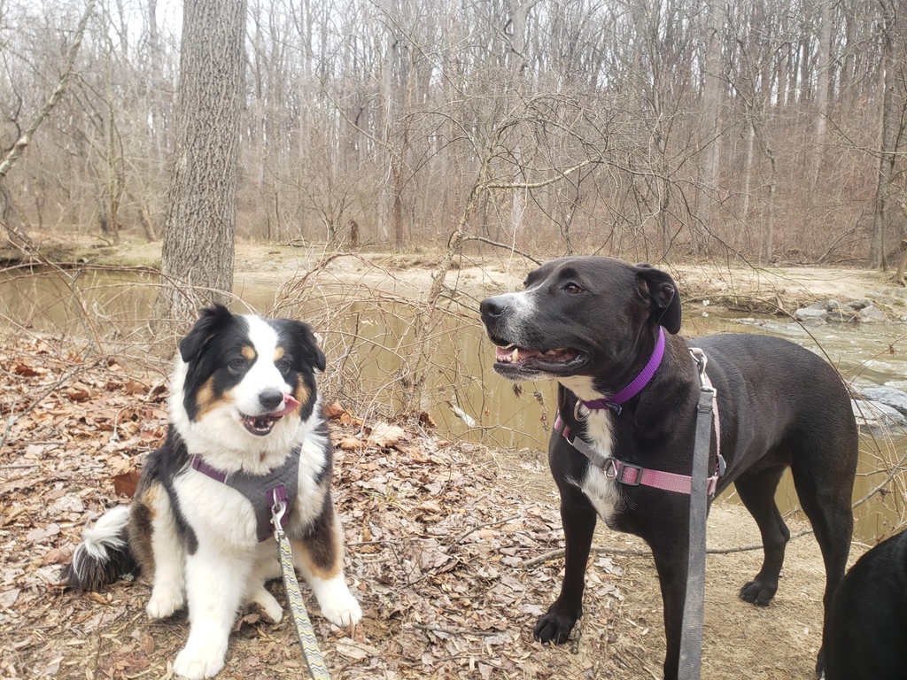 Pant_and_Wag's tweet image. Meet Ruby and Poppy, the dynamic duo of the woodland trails! After a invigorating four-mile run through the enchanting woods, these two pawsome pals are taking a well-deserved breather. 

#AustralianShepherd #dcdogs #dogrunning  #dogrunner #dogfitness #georgetowndogs #pantandwag