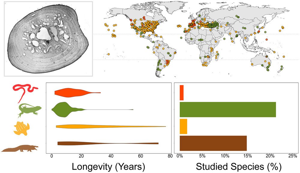 💖Early view of our new paper 💖 Székely, D., Stănescu, F., Székely, P., Telea, A. E., & Cogălniceanu, D. (2024). A review of age estimation methods in non‐avian reptiles by growth marks in hard tissues. Integrative Zoology. 🦎🐢🐍 onlinelibrary.wiley.com/doi/10.1111/17…