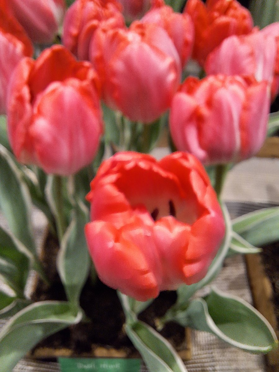 Omdat het zo veel vakmanschap toont, nog een keer naar Driebanflora. Deze tulp is de Beth Haert