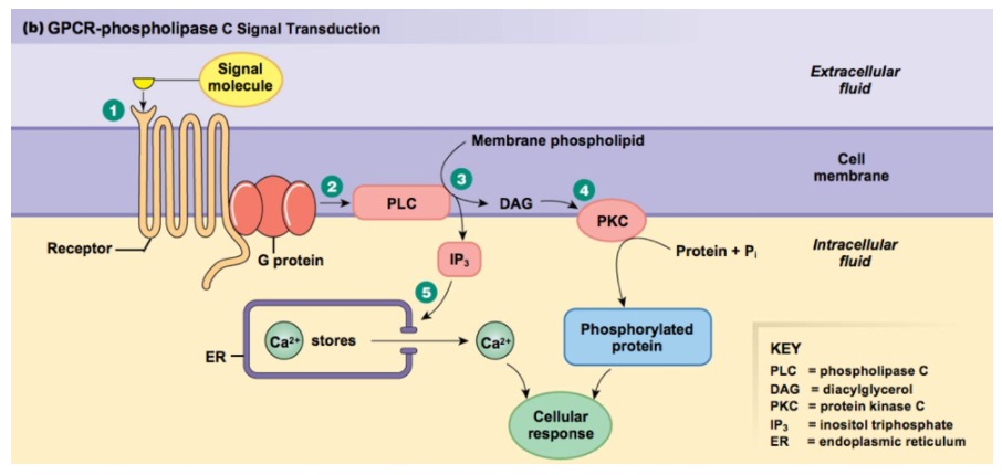 The Role of Inositol in Neurons

Inositol is a sugar and popular supplement. It functions as a signaling molecule in neurons as part of phospholipase C (PLC) signal transduction.

This is the signaling pathway for Gq linked GPCRs (i.e. 5HT2A). When a neurotransmitter binds to