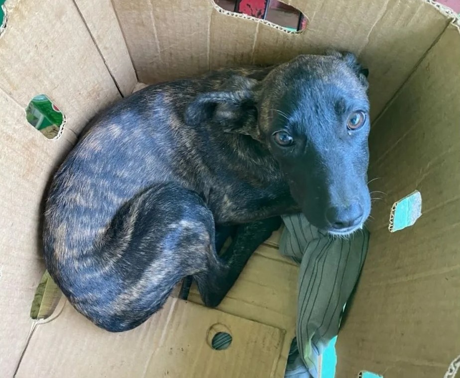 Pequeñita rescatada del incendio, de aproximados 3 meses, necesita una familia. Si deseas adoptarla, se encuentra en la Escuela Libertador Bernardo O'higgins en pasaje Alberto Blest Gana 360, Viña del mar. Favor RT!
#VinaDelMar