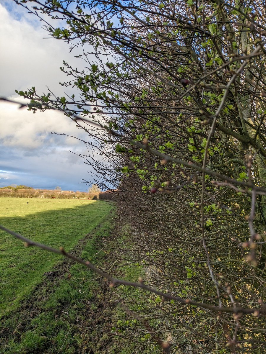 Checking one of the hedges that was planted with the help of some great volunteers. The deer and the wind have undone a bit of their fantastic work so I spent some time pushing canes back in and putting the guards back on. Meanwhile , a hedge we planted in 2007 is already in leaf