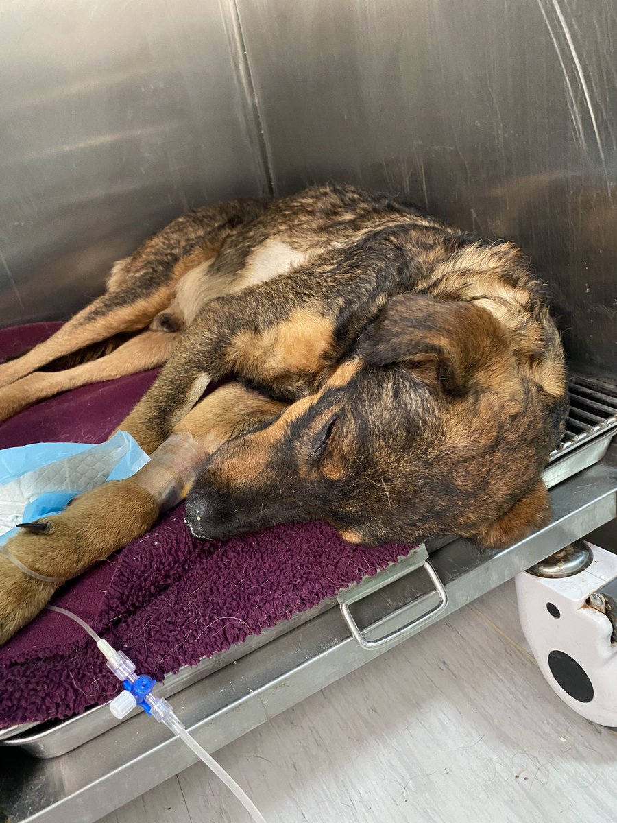 Nos tocó visitar a Ramoncito, aún sigue con molestia en una de sus patitas, hoy le hicieron ex de sangre y arrojo un poco de anemia. Sigue con apetito, y ya pudo hacer pis sin problema.
Les pedimos de sus colaboración, la ayuda ha sido muy bajita aún🙏🏻 🥹

patitasmarket.cl/producto/donac…