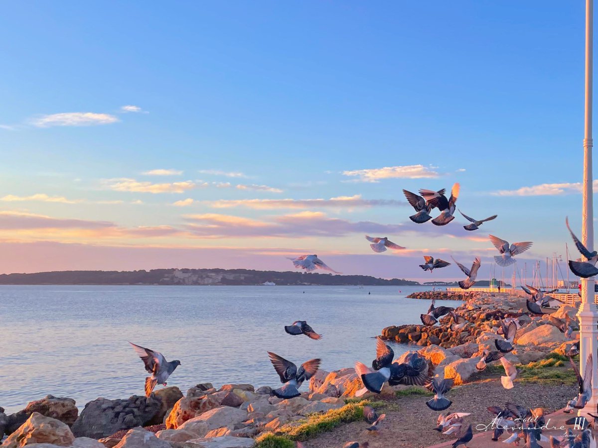 I’ll fly away. 

#illflyawayohglory #illflyaway #cotedazurfrance #cannes #cannessoleil #cannes2024 #onatousbesoindusud