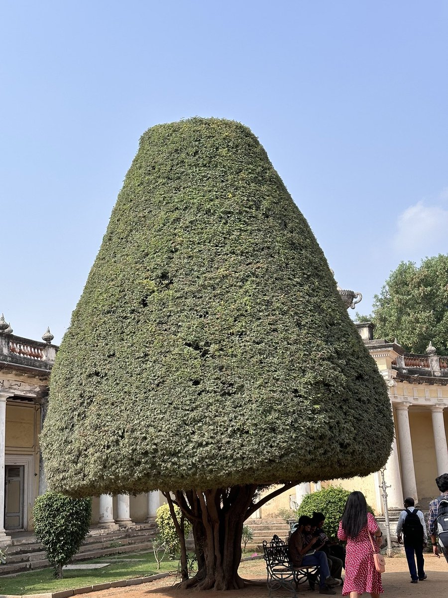 _p_sneha's tweet photo. Need to show this to my 9th grade Art teacher to let her know that trees of this shape do exist 🙂 https://t.co/KNZasYhWoJ