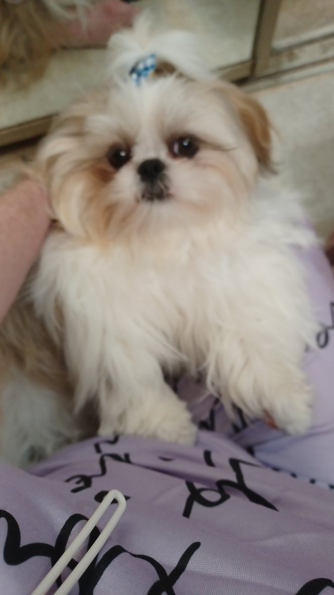 Mommy are yuz gonna put tha makeup on me? Me wantz ta eatz tha brush 😁 #ZSHQ #shihtzu #sundayvibes #PuppyBowl #PuppyLove #SundayFunday #MakeAFriendDay #DogsOfX #Pretty