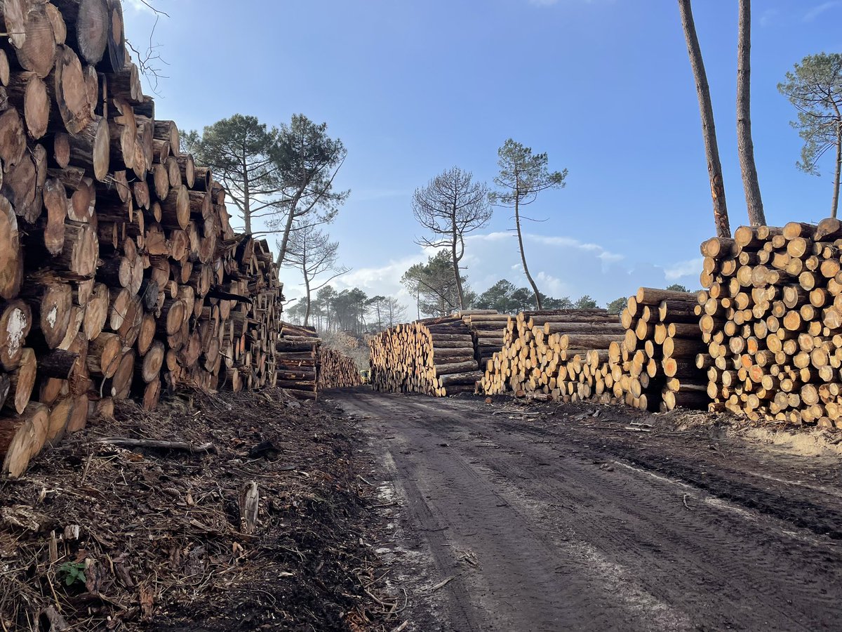 Manifestation à #Bordeaux ce dimanche contre le forage de 8 nouveaux puits de pétrole au milieu de ce qui reste de la forêt de Teste-de-Buch, dévastée par les incendies de l’été 2022. Ou la crise climatique jusqu’à la dernière goutte.