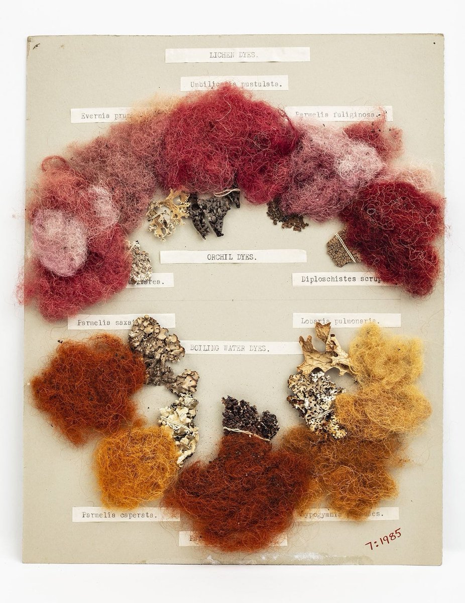 Samples of wool dyed with various lichens, created by a pioneering botanist, Matilda Cullen Knowles (1864-1933). This is part of the collection in @DBNherbarium on site at @NBGGlasnevinOPW womensmuseumofireland.ie/exhibits/matil… @opwireland @UN_Women #WomenInScienceDay @opwireland