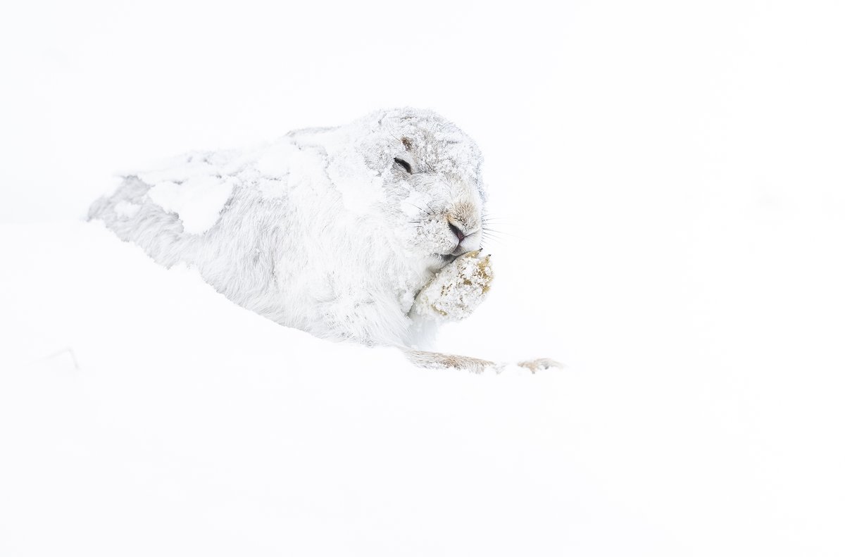 We've had some brilliant conditions for mountain hare photography in recent weeks (as well as the big thaws and storms...). I'm flat-out running workshops and tours at the moment, but I've managed to process a few of my own images.