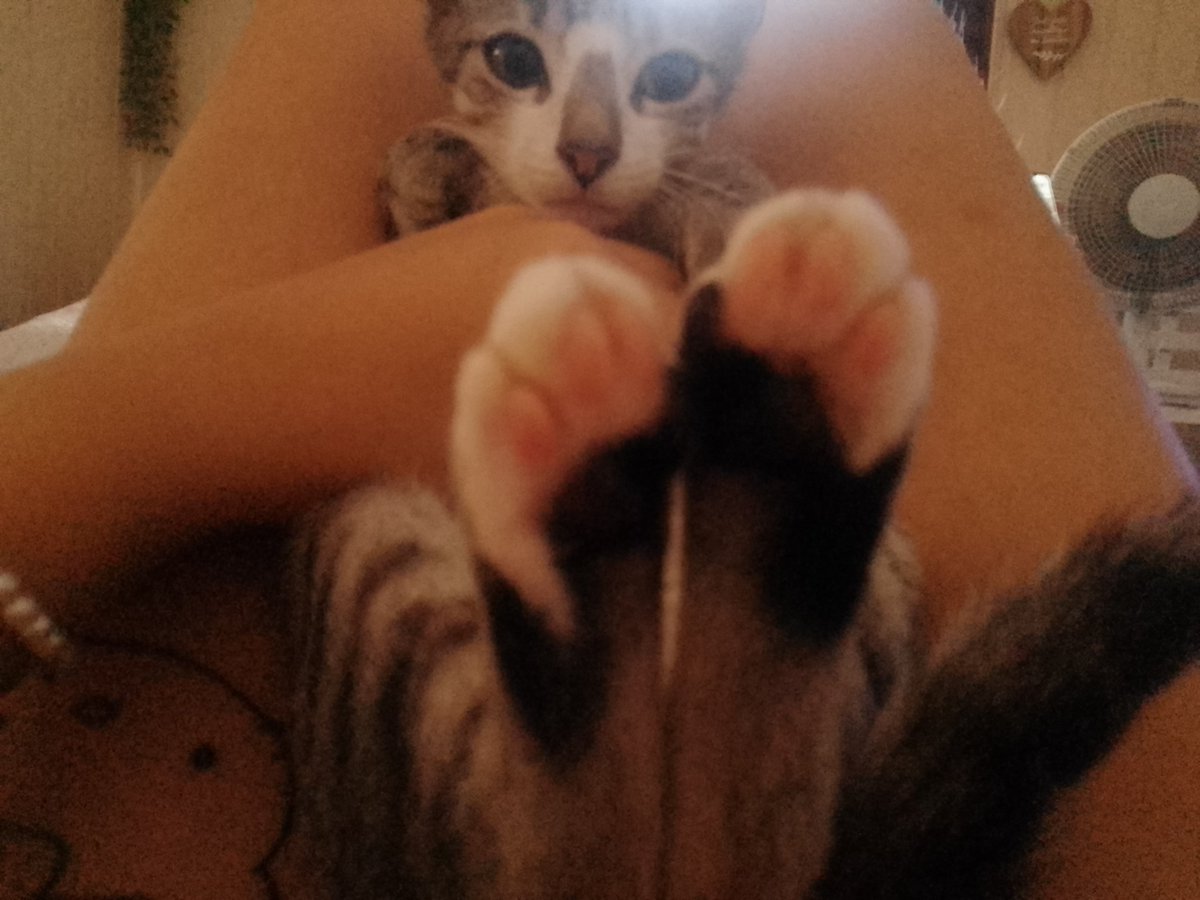 onhastudybe's tweet image. olhem o pezinho do gatinho de rua q minha mãe trata