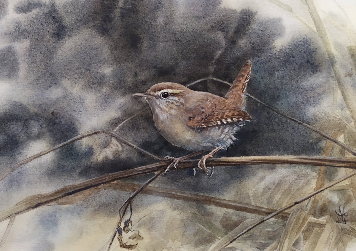 Nosuri_art's tweet photo. Forest souls (14/30) Eurasian #wren (Troglodytes troglodytes)

An animal of unrelenting energy.

Reference video by Jarmila Kačírková.
Watercolour and coloured pencils on paper. https://t.co/Wdcv889tTq