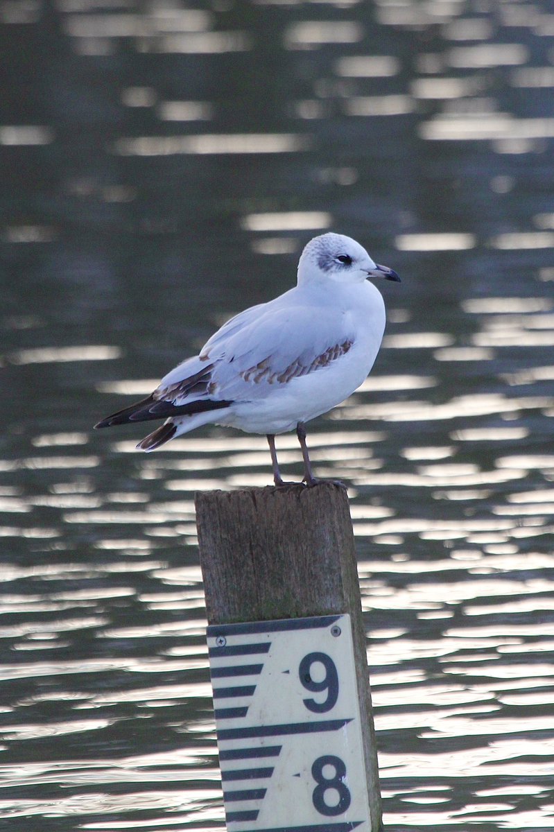 1w Mediterranean Gull originally found by @TheCowboyBirder on 1 Jan has been a regular feature on Wanstead Flats (mainly Jubilee Pond) so far this year #ondonbirds