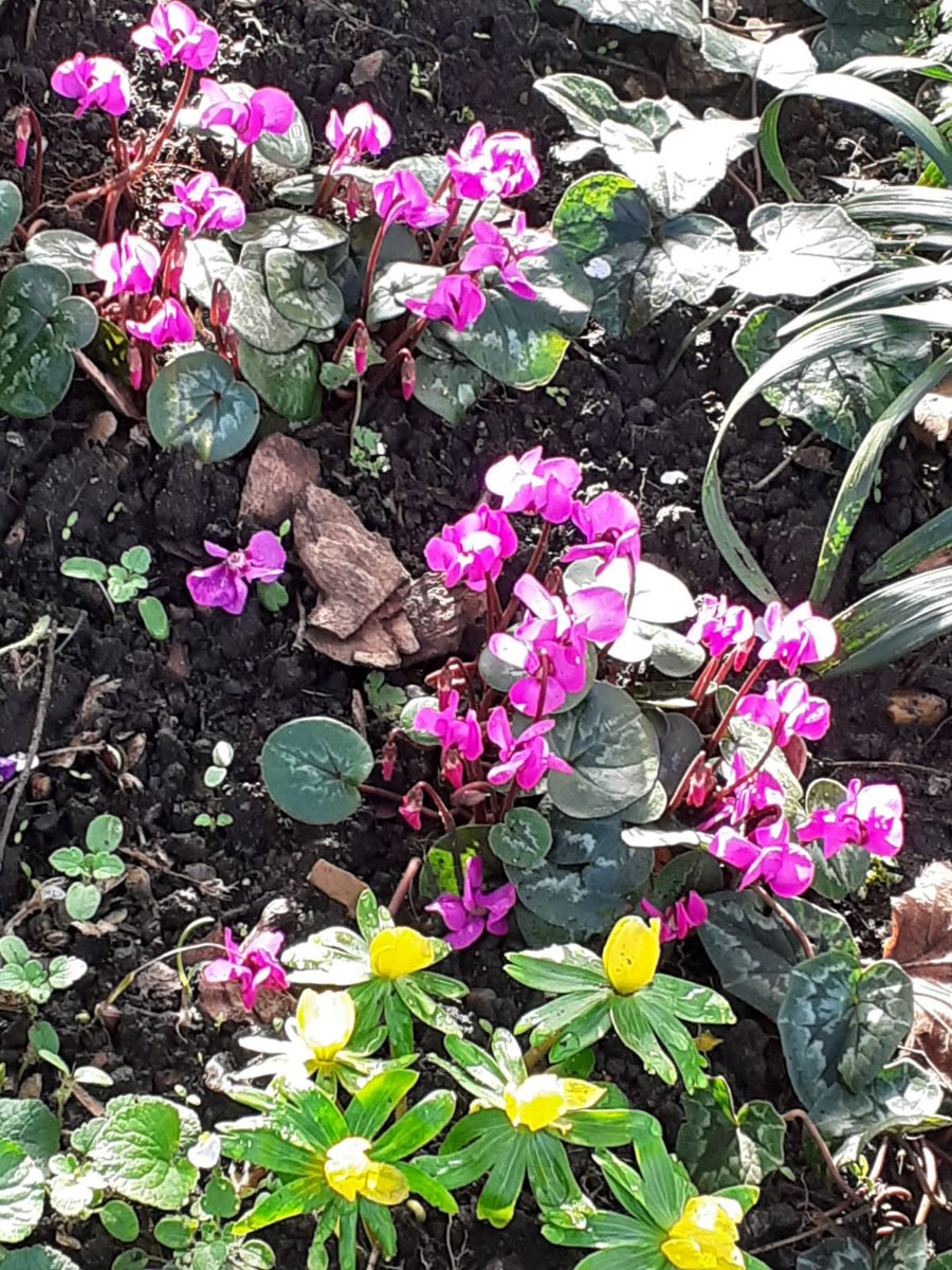 WendellParkGF's tweet photo. Some early signs of spring in the park! https://t.co/jOm4dpHBeO