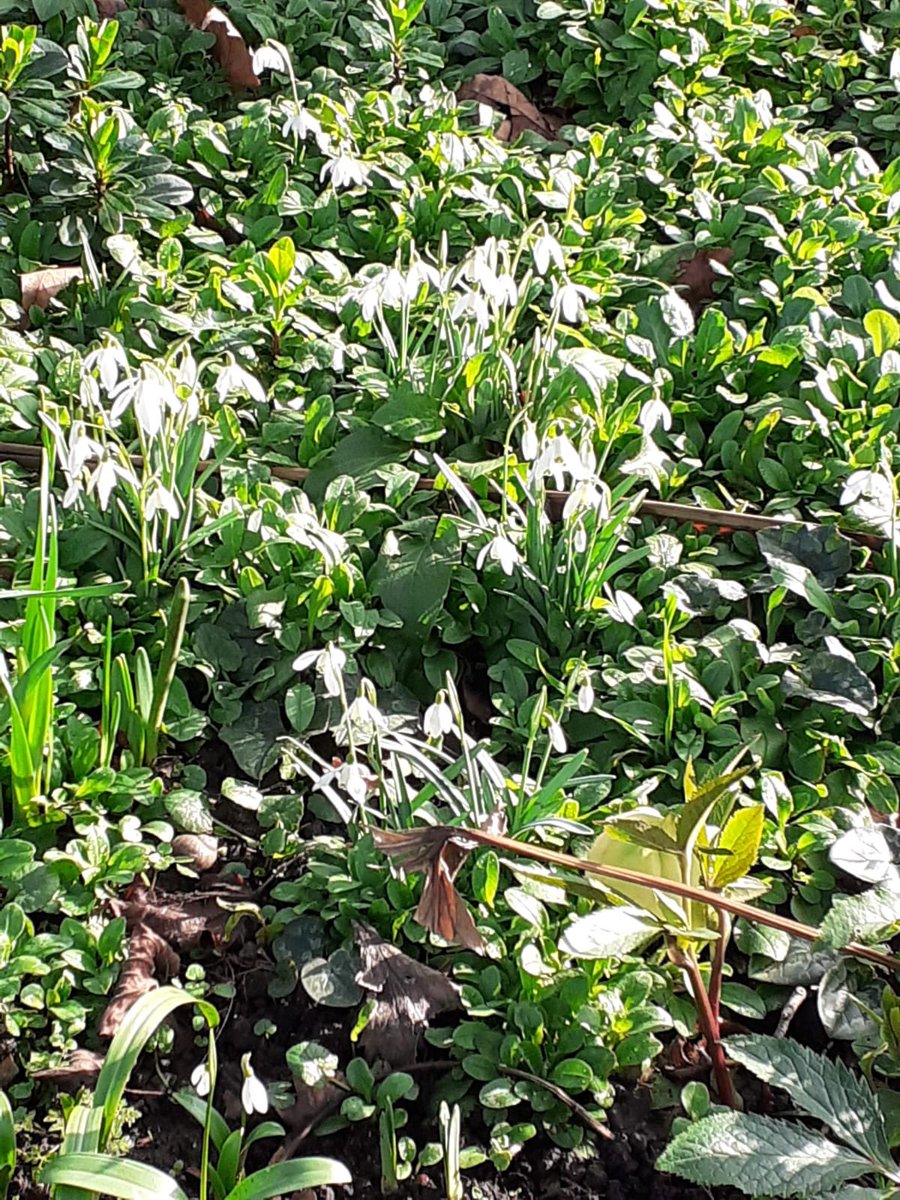 WendellParkGF's tweet photo. Some early signs of spring in the park! https://t.co/jOm4dpHBeO