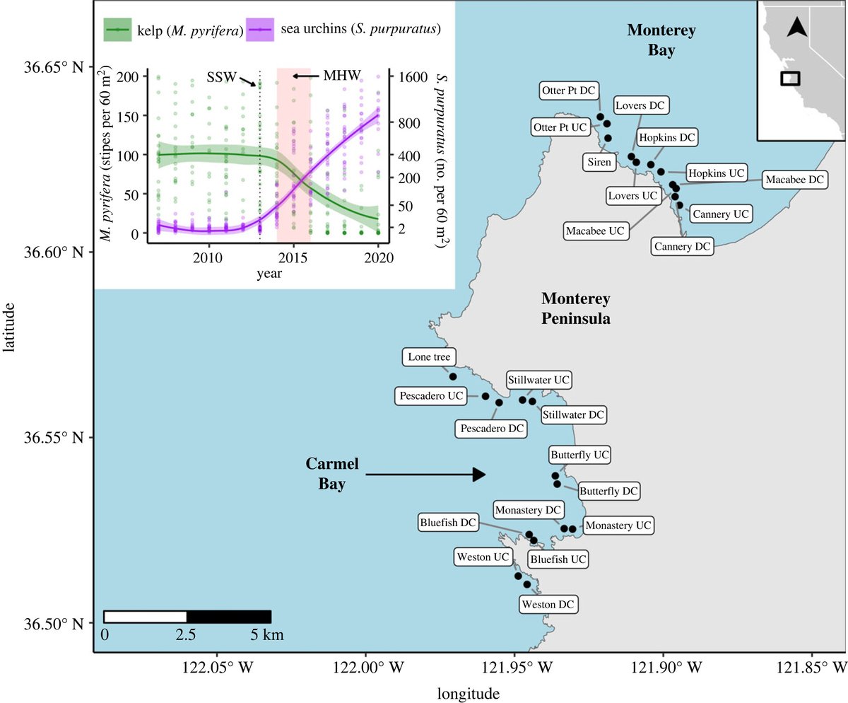 Consequences of #kelp forest ecosystem shifts and predictors of persistence through multiple stressors #ProcB #OpenAccess ow.ly/PSk750QzwWw #Ecosystems @Smith_JoshuaG