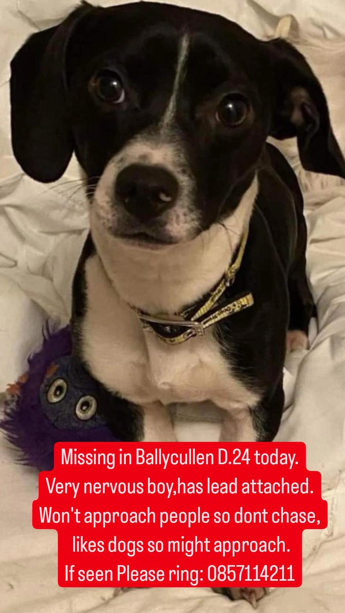 Please share 💛 #lostdog #Dublin