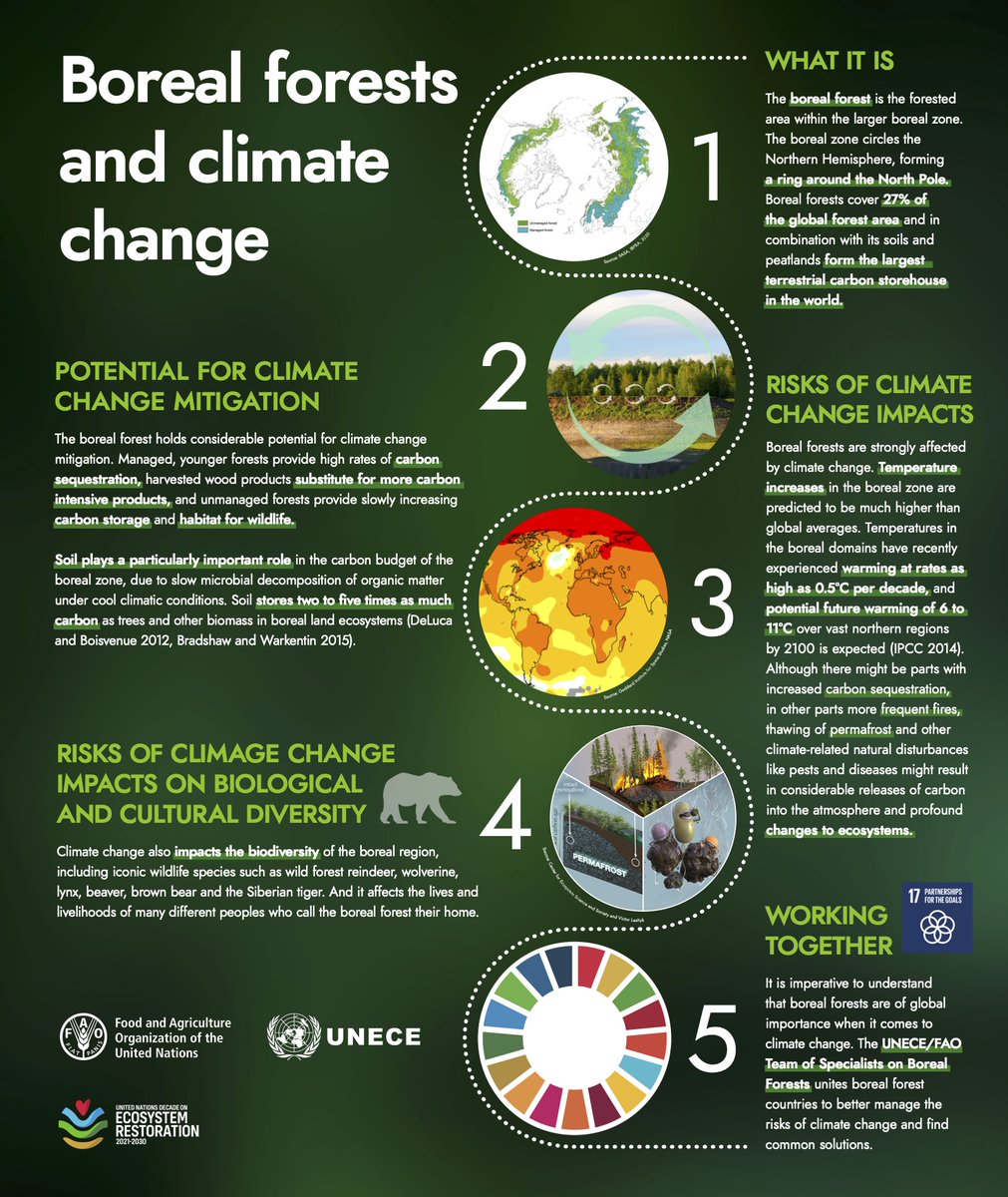 Boreal Forests and Climate Change 🌲

Amazing infographic by <a href="/UNECE/">UNECE</a>