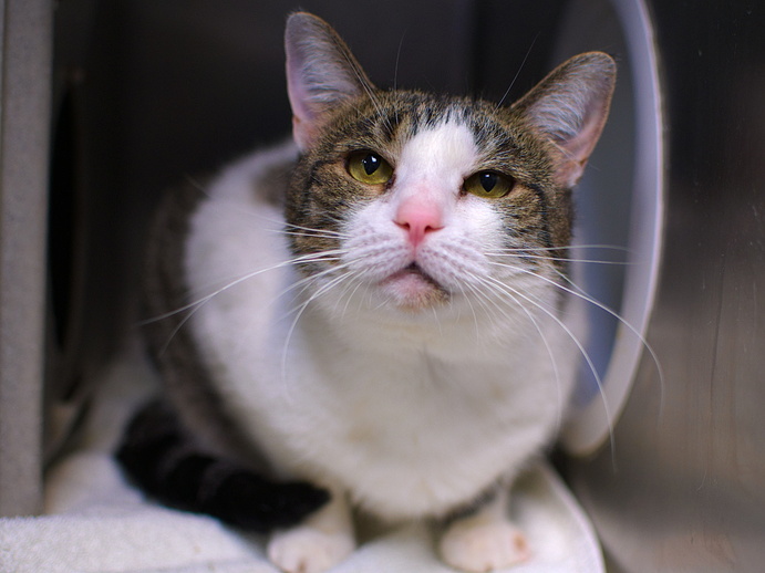NYCDEATHROWCATS's tweet photo. THERE ARE 21 ANIMALS (6 CATS &amp; 15 DOGS)  AT RISK FOR TUESDAY  2/13/24 DEADLINE IS NOON. PLEASE SHARE, FOSTER, ADOPT, TAG FRIENDS, POST TO SOCIAL MEDIA SITES, PLEDGE TO HELP SAVE THEIR LIVES. NEW PHOTOS https://t.co/Rt2PL8RaPy https://t.co/1vAzjdyuxh