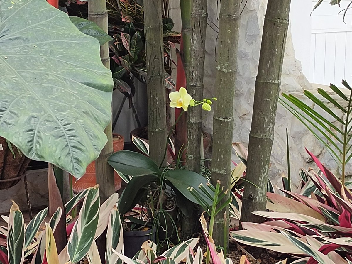 naguado's tweet photo. En los Jardines de cualquier Jardín de Cali podemos ver esta belleza de la Naturaleza, verdor, colorido, flores. Esa es la sucursal del cielo sede @COP16 https://t.co/1oonTA06jD