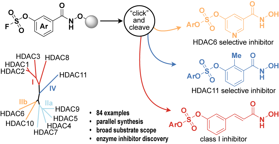 Daniela Danková (@dankovadaniela) on Twitter photo In our latest preprint, we used SuFEx chemistry on solid phase for a quick and easy library synthesis of HDACis:
doi.org/10.26434/chemr…
This was a fun project started by Michael Bæk and developed by <a href="/HanseNrby/">Tobias Nørby Hansen</a> and I, with great help from Erasmus student Linda Grlas! 1/8 In our latest preprint, we used SuFEx chemistry on solid phase for a quick and easy library synthesis of HDACis:
doi.org/10.26434/chemr…
This was a fun project started by Michael Bæk and developed by <a href="/HanseNrby/">Tobias Nørby Hansen</a> and I, with great help from Erasmus student Linda Grlas! 1/8