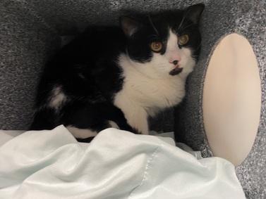 NYCDEATHROWCATS's tweet photo. THERE ARE 21 ANIMALS (6 CATS &amp; 15 DOGS)  AT RISK FOR TUESDAY  2/13/24 DEADLINE IS NOON. PLEASE SHARE, FOSTER, ADOPT, TAG FRIENDS, POST TO SOCIAL MEDIA SITES, PLEDGE TO HELP SAVE THEIR LIVES. NEW PHOTOS https://t.co/Rt2PL8RaPy https://t.co/1vAzjdyuxh
