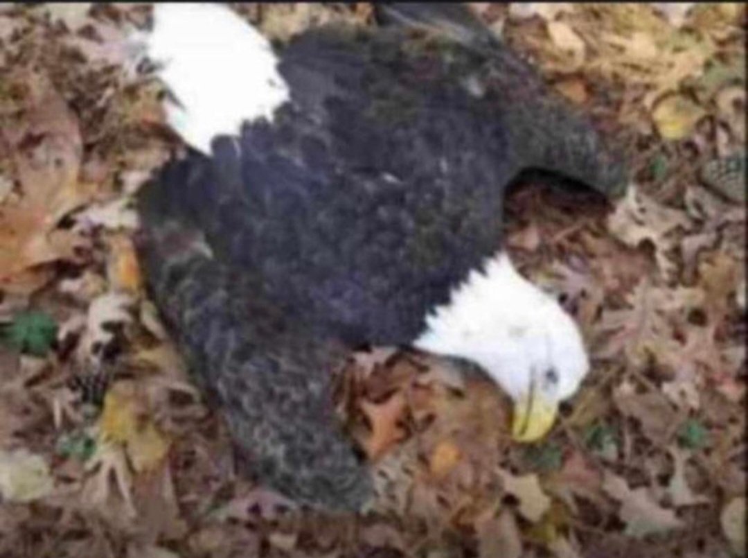 And the EAGLE dropped 🤣🤣🤣#UP9JA 🇳🇬🇳🇬🦅