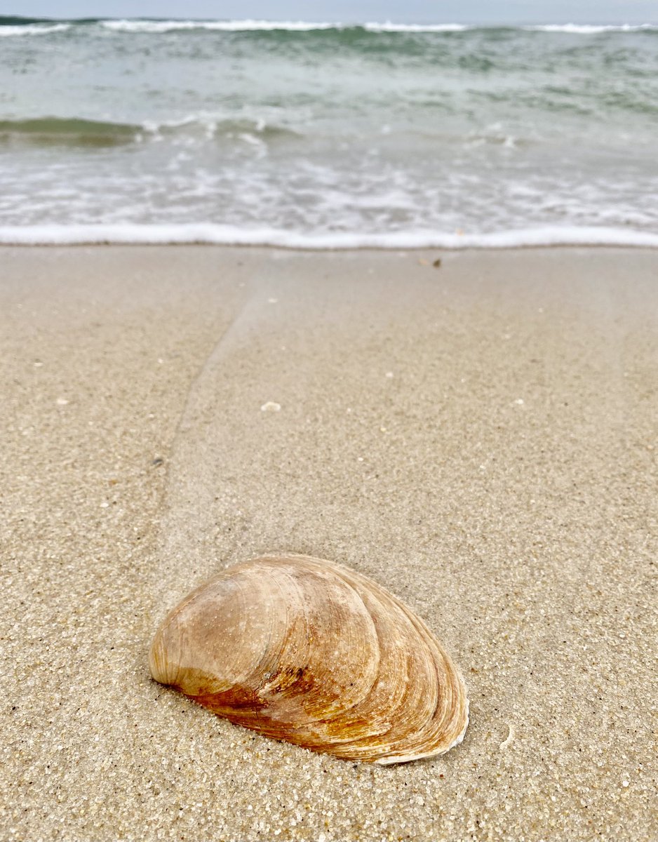 Conductor222's tweet photo. A long pre-sunset beach walk featuring shells and shells with bubbles! 42° #lbi #nj #jerseyshore #newjersey #parsoncarson #beachpriest https://t.co/O7tUKQ6PZU