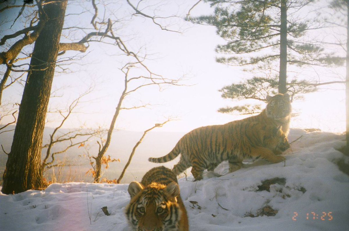 trailcam (@trail_cams) on Twitter photo 