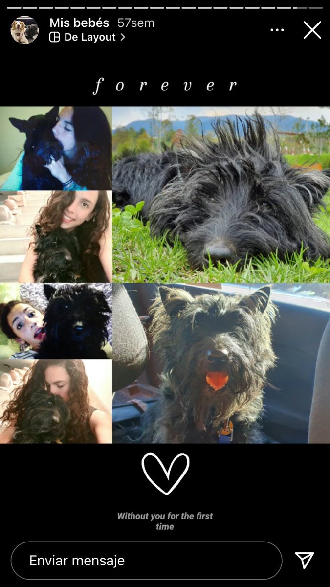 yuepietrini's tweet photo. @pablocasx1 #miperrita Dana vivió, 15 años desde que nació fue nuestra adoración, compañía de vida incondicional, juguetona, amorosa,la sigo llemando ,quedo en nuestro corazón por siempre 🙏🐶💖 https://t.co/wFWayVy4TZ