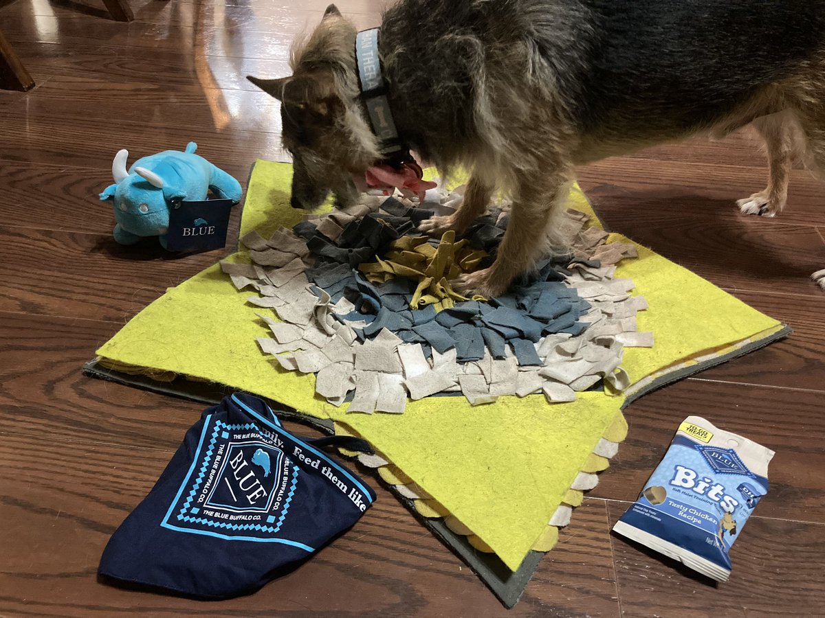 HerbieMooland's tweet image. Just enjoying a few @bluebuffalo bits!💙🦬

#snufflemat #with #snacks #bluebuffalo #bits #yum #happydog #spoileddog #dogeating #snacktime #snacktoy #snufflerug #snuffling #searching #treats #fursibling #dogtreats #hedelie
PS, Blue Buffalo, we’re missing the Buddies app already 🥲